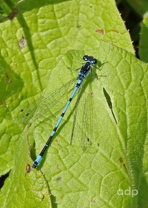 Variable Damselfly (Coenagrion pulchellum) Sussex, Alan Prowse
